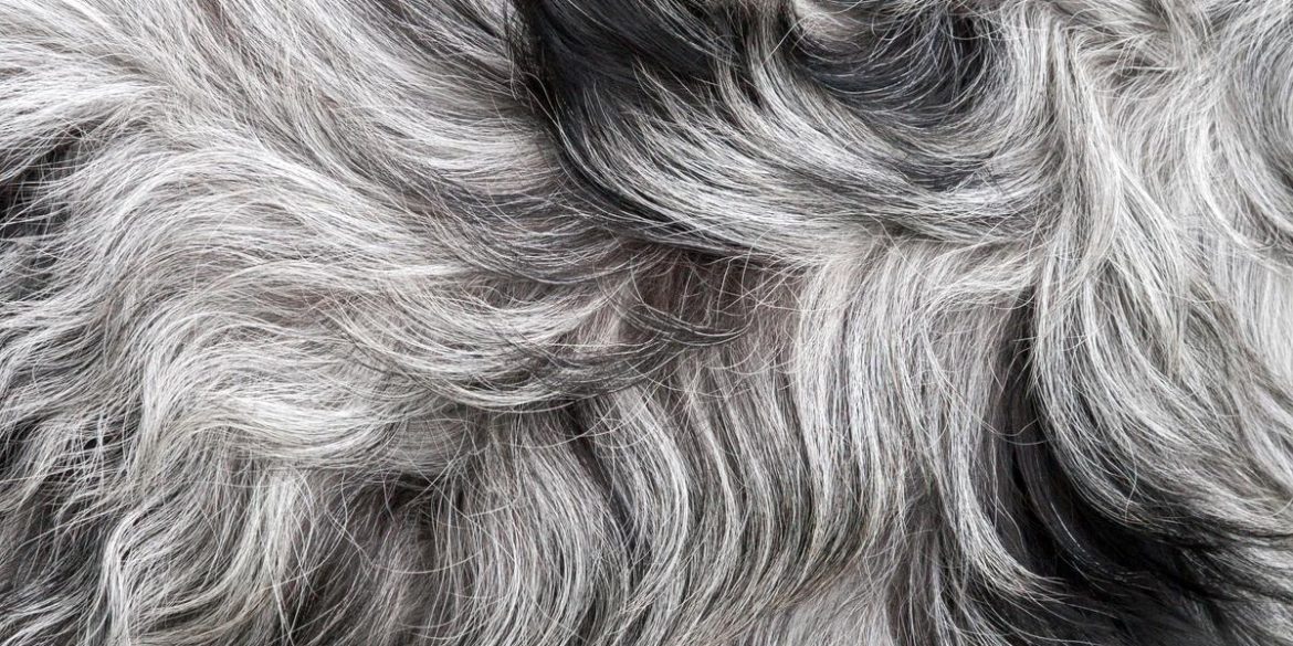 موهای خاکستری