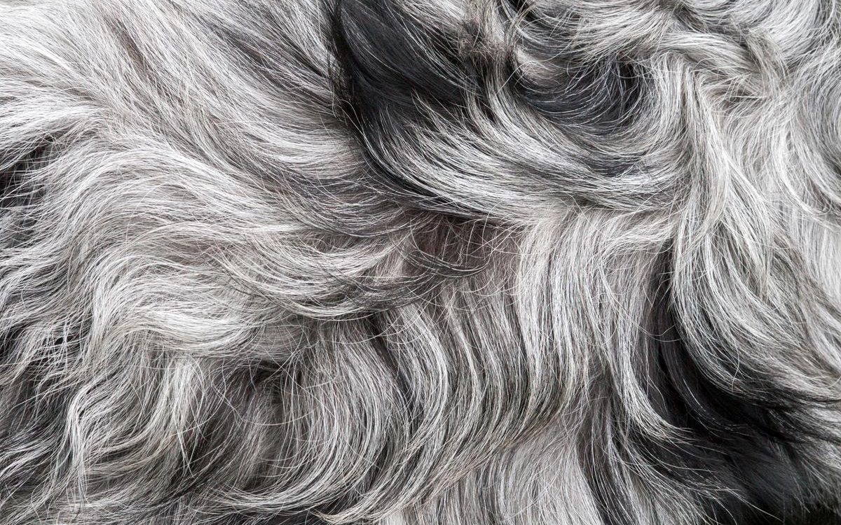 موهای خاکستری